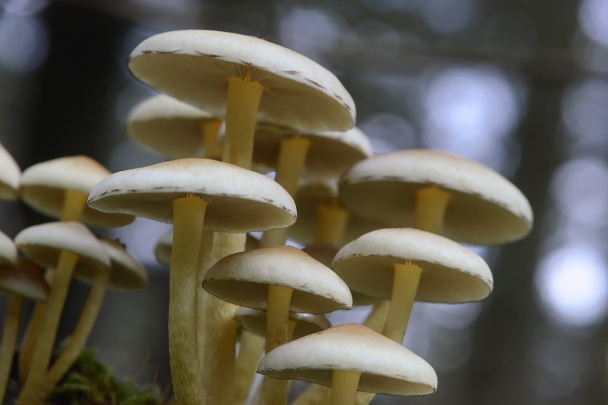 denne zwavelkop (hypholoma capnoides) 11-2024 1776